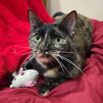 Thumbnail photo of TITANIA - Shakespeare Momma #2