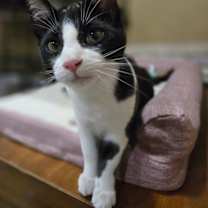 Thumbnail photo of MERCUTIO - Shakespeare kittens #2