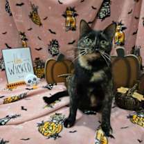 Thumbnail photo of TITANIA - Shakespeare Momma #3