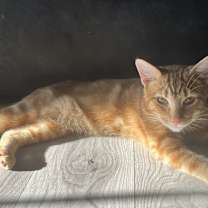 Thumbnail photo of Garfield #2