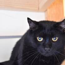 Thumbnail photo of Bosley #1