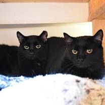 Thumbnail photo of Bosley #2