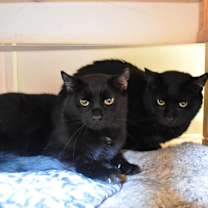 Thumbnail photo of Bosley #3