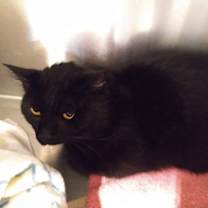 Thumbnail photo of Bosley #4