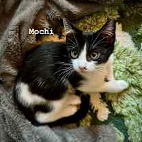 Thumbnail photo of Mochi #1
