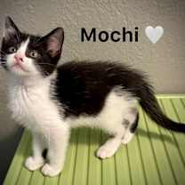 Thumbnail photo of Mochi #4
