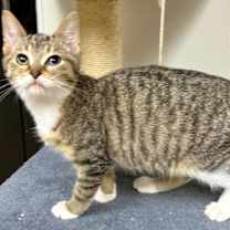 Thumbnail photo of Drizzle #1