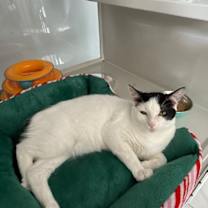 Thumbnail photo of Marshall #1