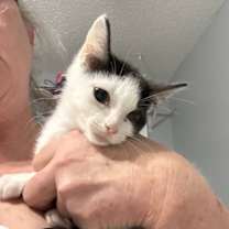 Thumbnail photo of Marshall #3