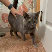 Thumbnail photo of Manta Ray #3