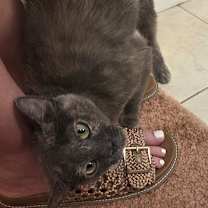 Thumbnail photo of Manta Ray #4