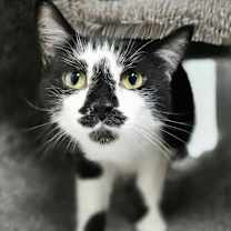 adopt-pet
