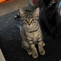adopt-pet