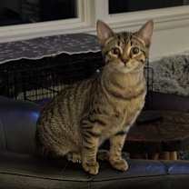 Thumbnail photo of Moda (Jada Kit) #3