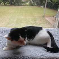 Thumbnail photo of Scrooge McDuck (Scroogers) #2