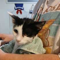 Thumbnail photo of Scrooge McDuck (Scroogers) #3