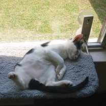 Thumbnail photo of Scrooge McDuck (Scroogers) #4