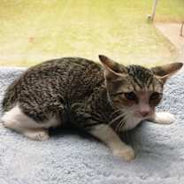 Thumbnail photo of Perla #3