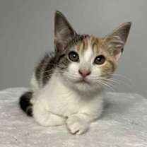 Thumbnail photo of White Claw #1