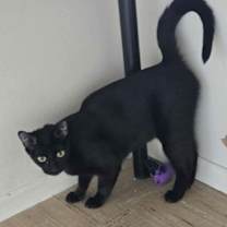 Thumbnail photo of Prism #2