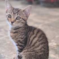 Thumbnail photo of Atlas #1