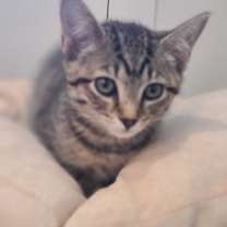 Thumbnail photo of Atlas #2