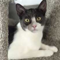 Thumbnail photo of Stormy #1