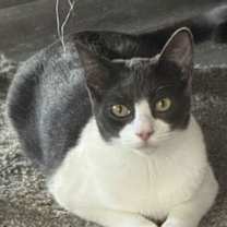 Thumbnail photo of Stormy #2