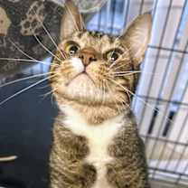 Thumbnail photo of Fable #1