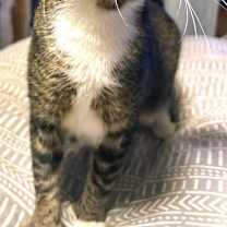 Thumbnail photo of Fable #2