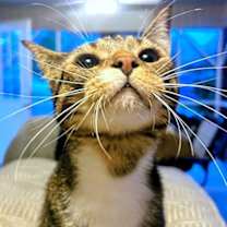 Thumbnail photo of Fable #3