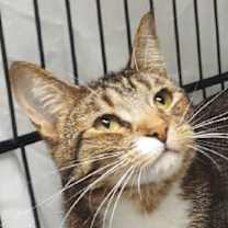 Thumbnail photo of Fable #4