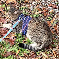 Thumbnail photo of Sylus #1