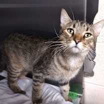 Thumbnail photo of Sylus #2