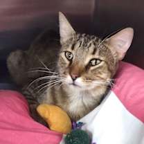 Thumbnail photo of Sylus #3