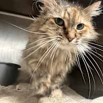 Thumbnail photo of Barn Cat Fluffy Flo #3