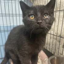 Thumbnail photo of Spitz #2