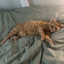 Thumbnail photo of Bunny #2