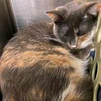 Thumbnail photo of Erica Ash #1