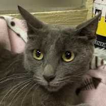 Thumbnail photo of Bomba Cat #1