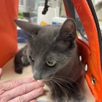 Thumbnail photo of Bomba Cat #3