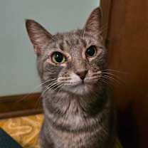 Thumbnail photo of Picasso #2