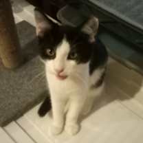 Thumbnail photo of Zula #1