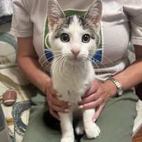 Thumbnail photo of Boppitt  #2