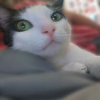 Thumbnail photo of Bowie #2