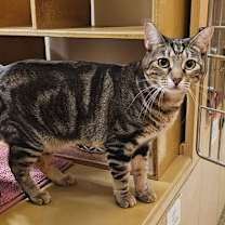 Thumbnail photo of Rove #4