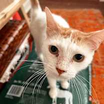 Thumbnail photo of DENALI #3