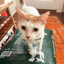 Thumbnail photo of DENALI #4