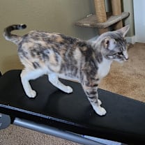 Thumbnail photo of Oracle OBCR-552 #1