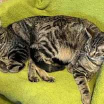 Thumbnail photo of Sweetie-Courtesy Post #2